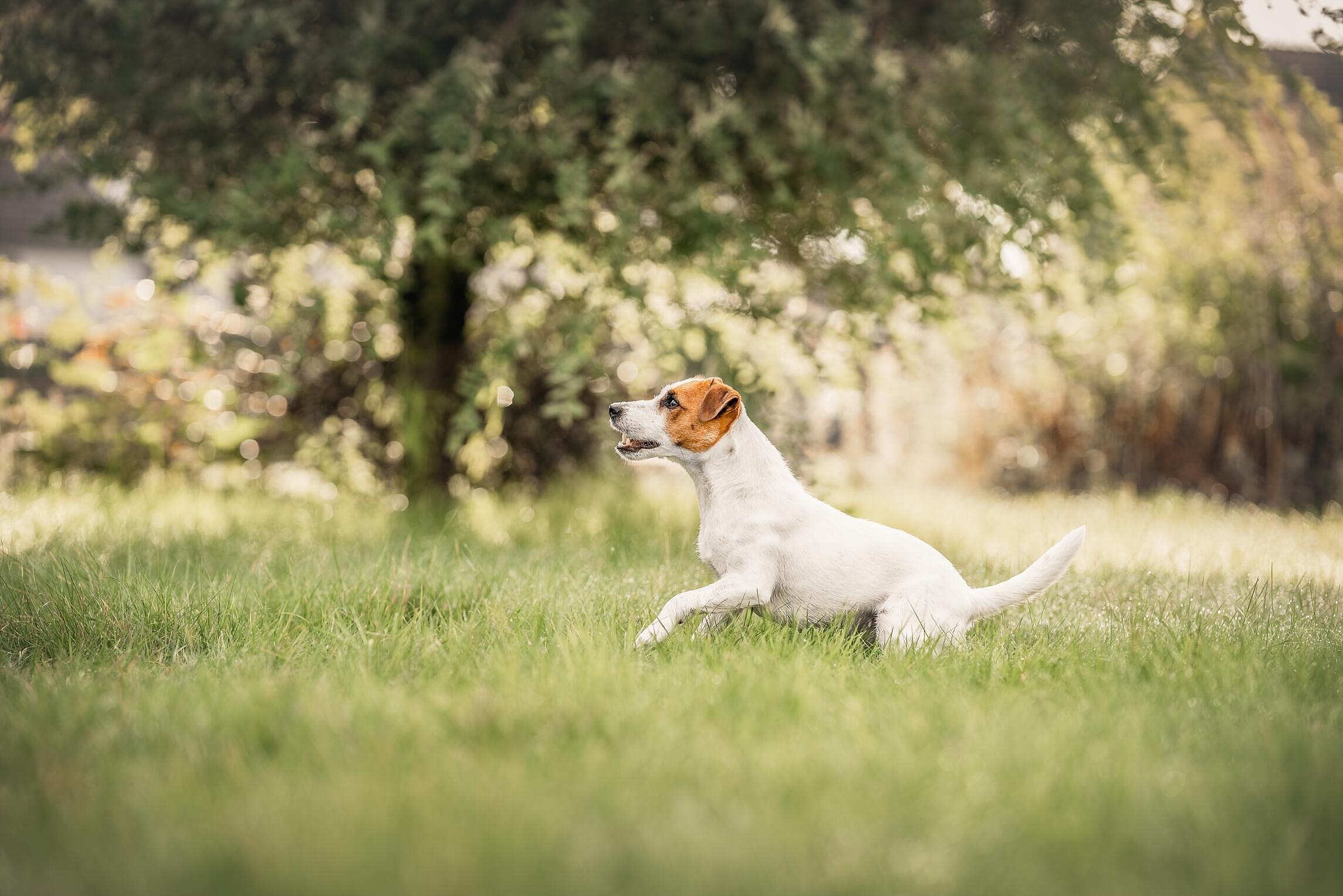 Un petit chien au pelage brun et blanc, prêt à courir, est assis attentivement sur l'herbe dans un parc ensoleillé, avec des arbres feuillus en arrière-plan flou.