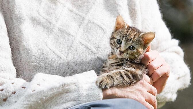 A tabby kitten sits calmly in the arms of a person wearing a cozy white sweater, with a blurred outdoor background.