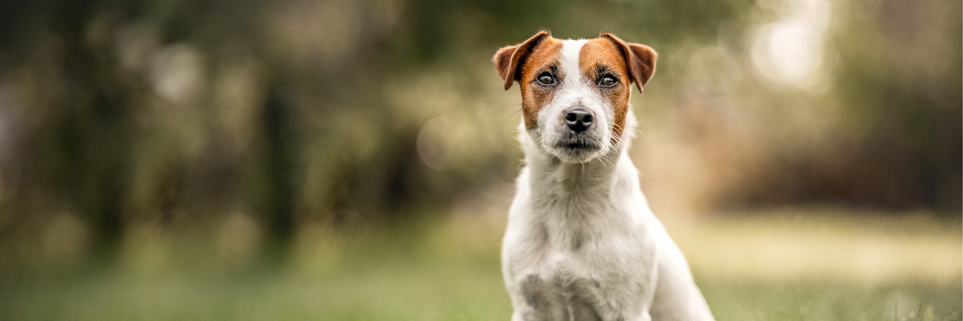 A small dog with brown and white fur sits in a grassy field, gazing forward, with a blurred natural background.