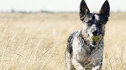 A dog carries a tennis ball while running through a field of tall, dry grass under a clear, bright sky.