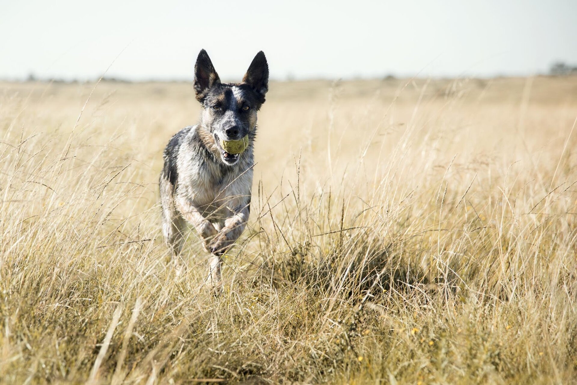 The Myriad Benefits of Dog Food Puzzle Bowls