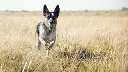A dog carries a tennis ball while running through a field of tall, dry grass under a clear, bright sky.