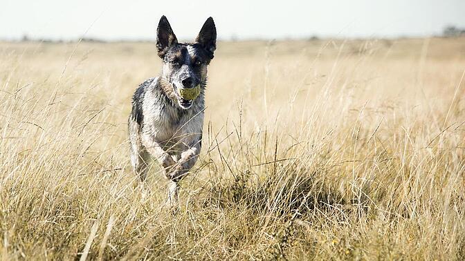 A dog carries a tennis ball while running through a field of tall, dry grass under a clear, bright sky.