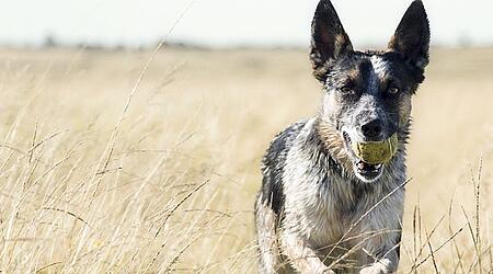 A dog carries a tennis ball while running through a field of tall, dry grass under a clear, bright sky.