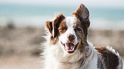 A happy, medium-sized dog with fluffy fur and upright ears stands smiling, with a sandy beach and the ocean blurred in the background.