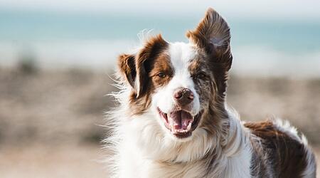 A happy, medium-sized dog with fluffy fur and upright ears stands smiling, with a sandy beach and the ocean blurred in the background.