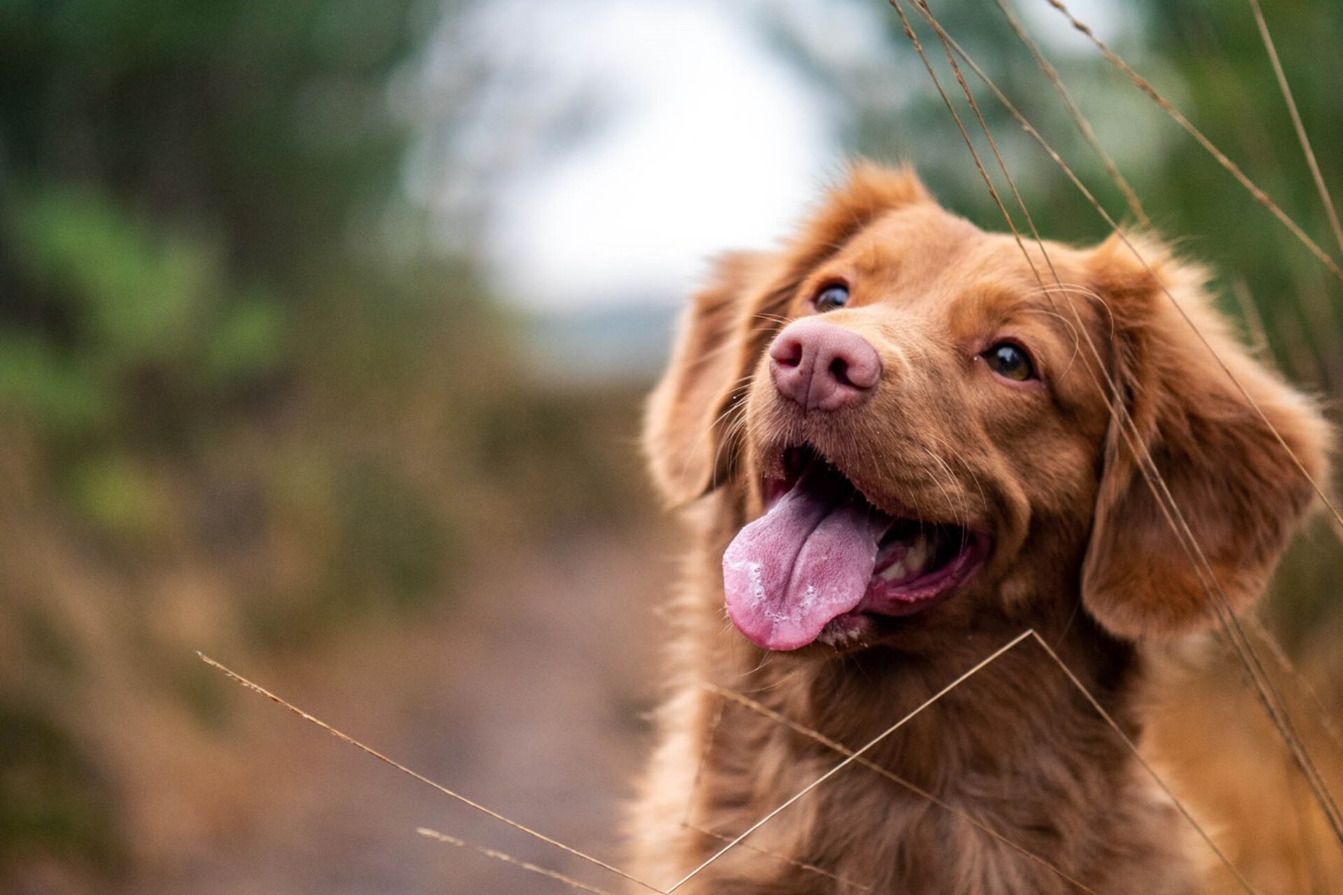 Nova scotia duck tolling best sale retriever norge