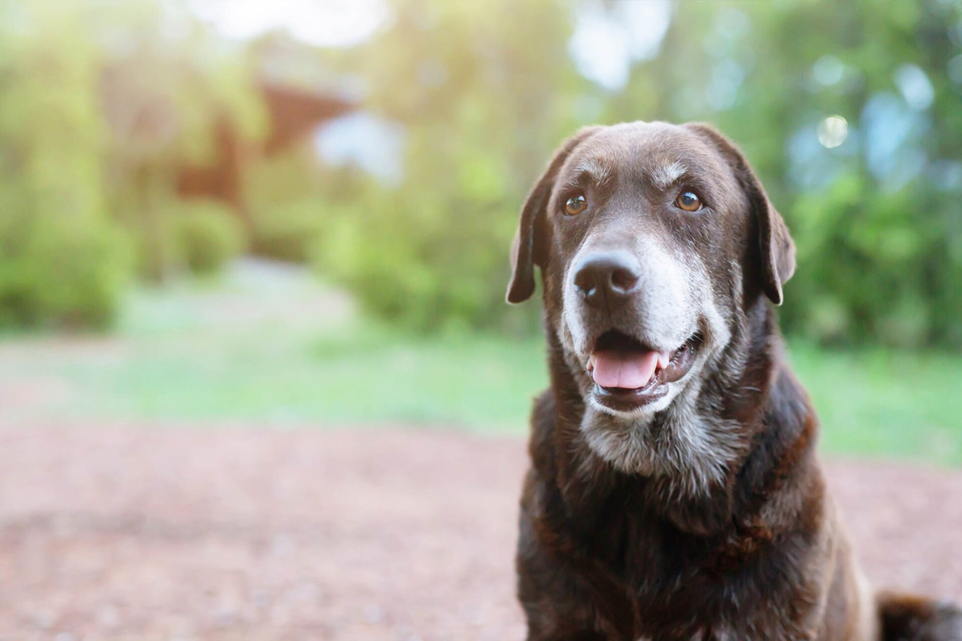 Senior dog adoptions near hot sale me