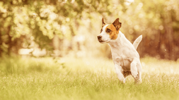 En liten hund med brun og hvit pels løper energisk gjennom en gresskledd hage, omgitt av trær og uskarpt løvverk i sterkt, varmt sollys.