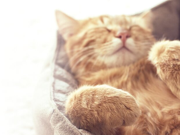 Un chat orange moelleux dort paisiblement sur le dos dans un lit rond et moelleux. La lumière du soleil projette une lueur chaleureuse et douce sur l’animal détendu, créant une atmosphère sereine.