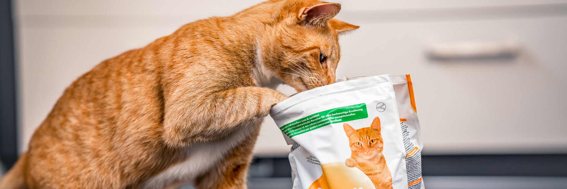 A ginger cat sniffs a bag of cat food with an image of a cat on it in a domestic kitchen setting.