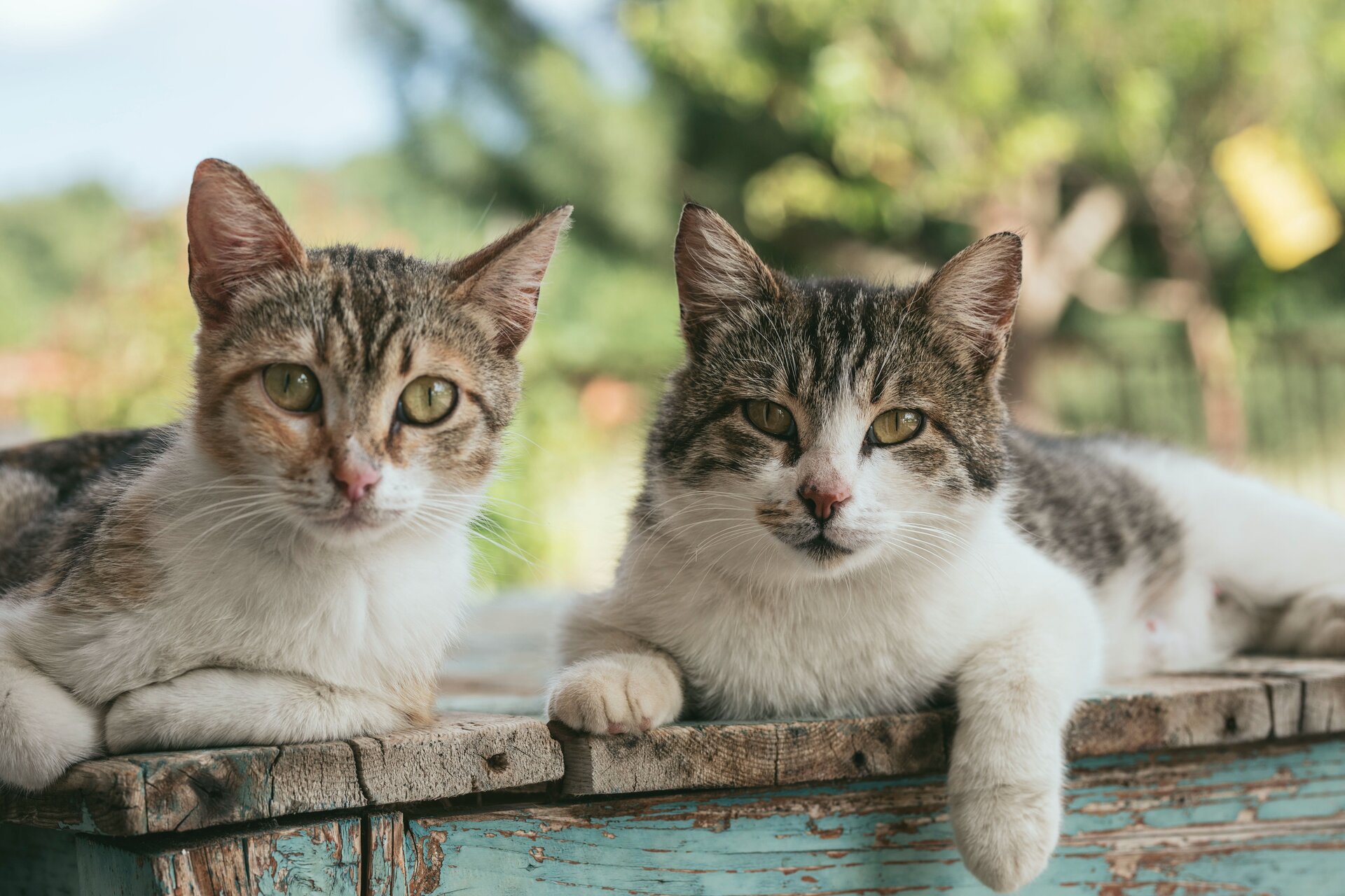 Two cats rest on a weathered wooden surface, gazing forward. The background features blurred greenery, suggesting an outdoor setting.