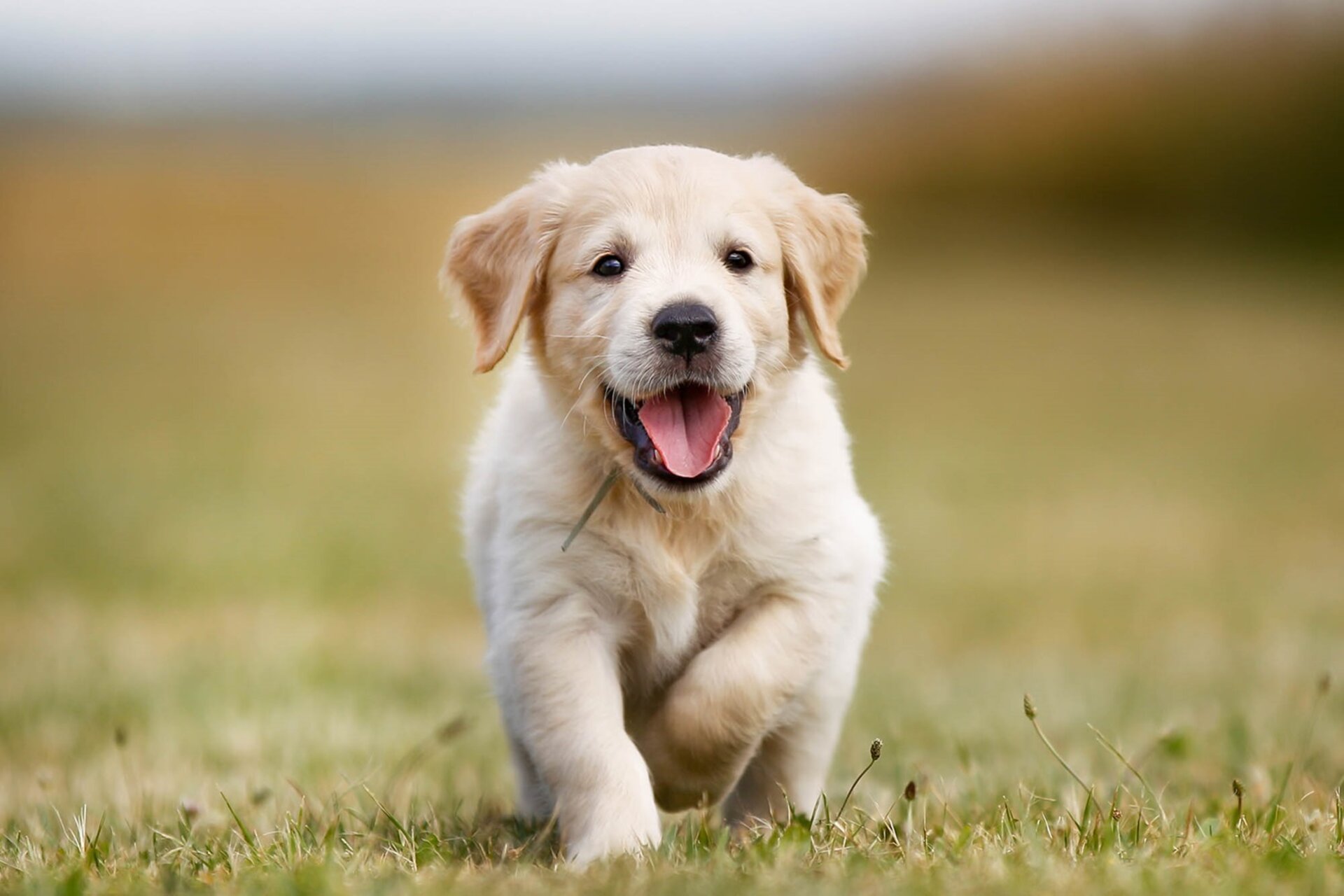 how much should a 3 week old golden retriever weigh