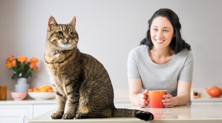 Premium Photo I Am So Hungry! Cute Scottish Fold Kitten Looking At Camera  While Young Woman Opening A Pack With Cat Food In The Background