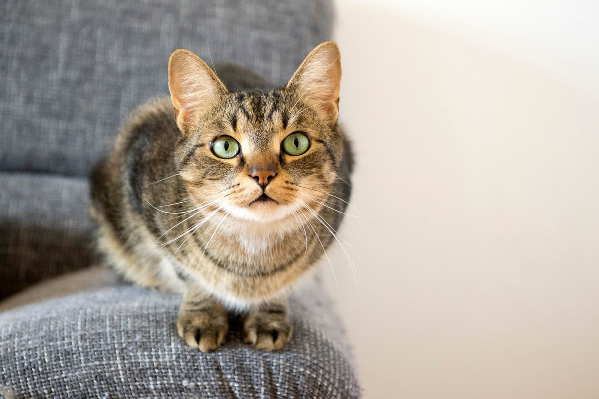 Cat keeps throwing outlet up food after eating