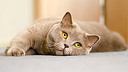 A gray cat with striking yellow eyes lying down on a carpet, looking relaxed and content.