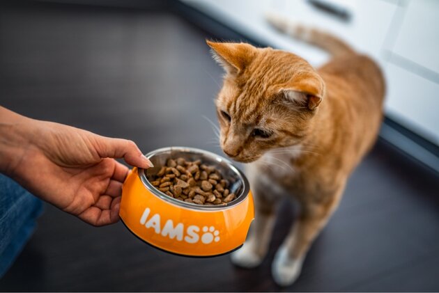 A ginger cat sniffs cat food in an orange bowl labeled "IAMS," held by a person in a modern kitchen with dark flooring.