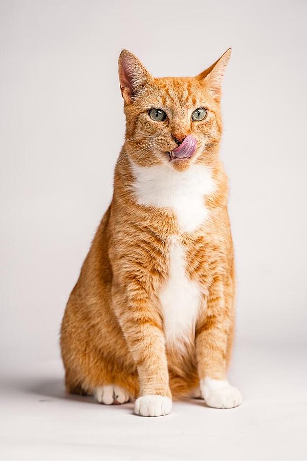 A ginger cat sits upright, licking its nose, against a plain white background. Its paws are white, adding contrast to its orange fur.