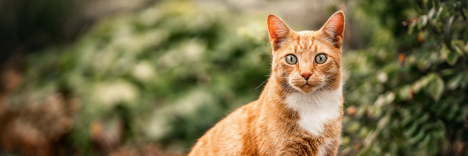 A ginger cat walks toward the camera, displaying alert eyes and upright ears, in a softly lit indoor space with a blurred white background.