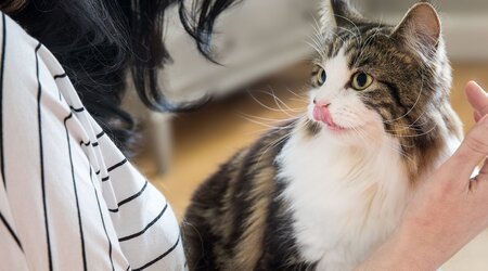 A tabby cat licks its lips while sitting on a person's lap. The person wears a striped shirt and gently holds their hand near the cat in a home setting.