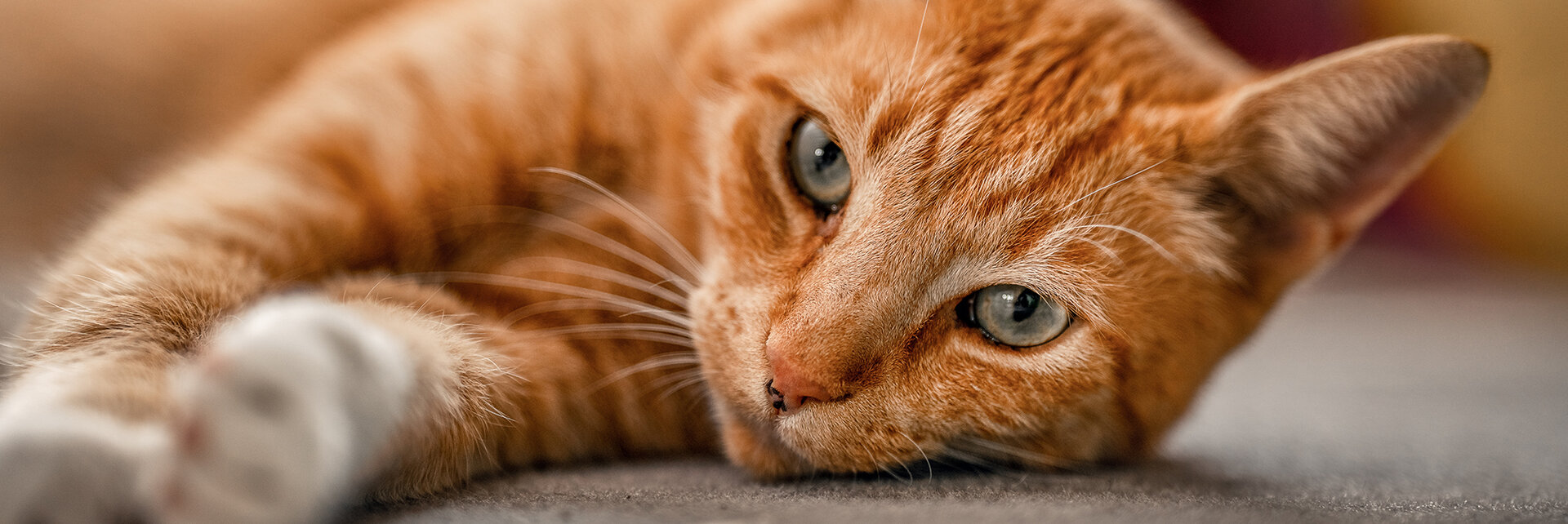 A ginger cat rests with its head on the floor, gazing intently. Its front paw is stretched out, and the background is softly blurred.