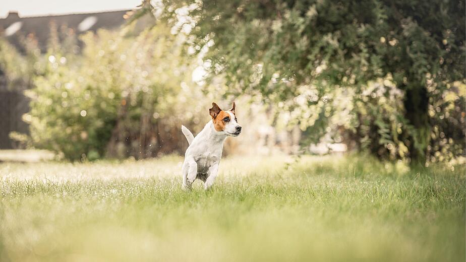 A small dog with a brown and white coat runs energetically through a grassy garden, surrounded by trees and blurred foliage in bright, warm sunlight.