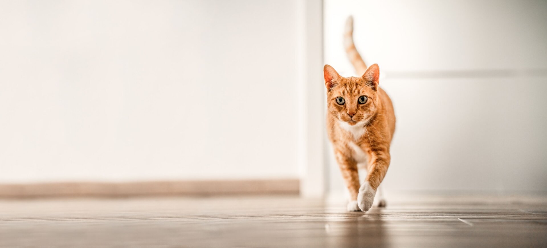 A ginger cat walks gracefully forward on a wooden floor, surrounded by a minimalistic, light-colored room with white walls.