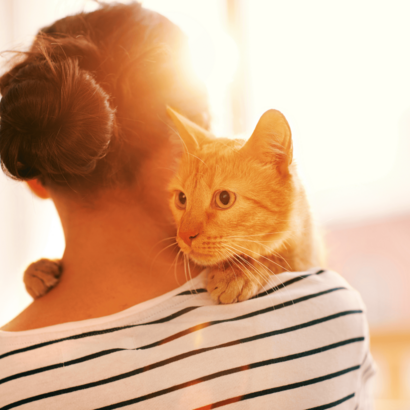 A fluffy orange cat sleeps peacefully on its back in a soft, round pet bed. Sunlight casts a warm, gentle glow over the relaxed animal, creating a serene atmosphere.
