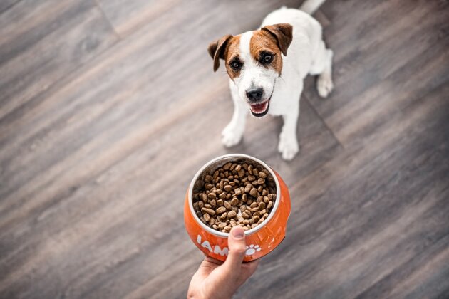 A small dog looks eagerly at a hand offering a bowl of kibble. The orange bowl is labeled "IAMS" and rests on a wooden floor.