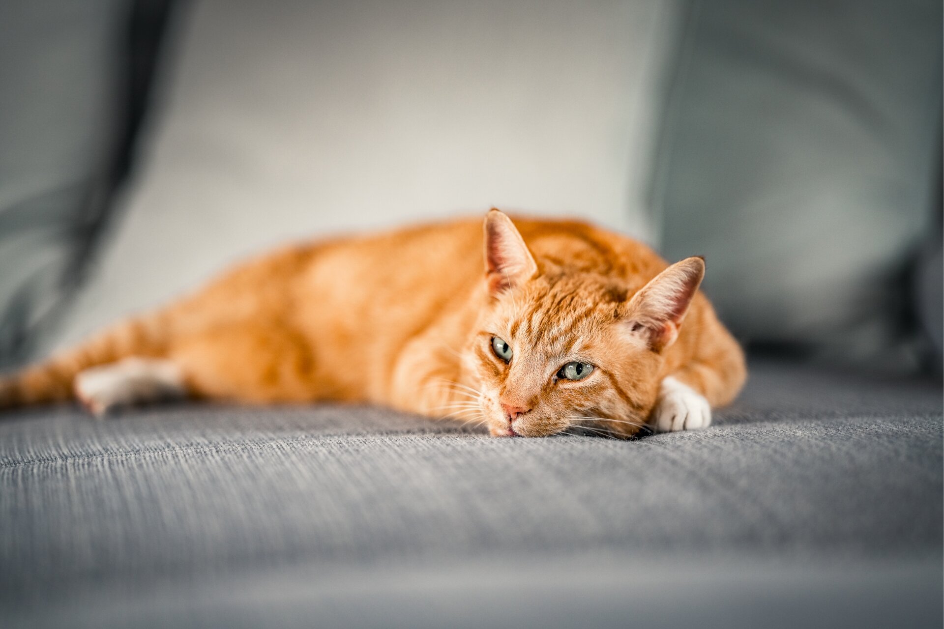 Orange tabby cat lies relaxed on a gray textured couch, looking ahead. Soft cushions are visible in the blurred background, creating a cozy atmosphere.