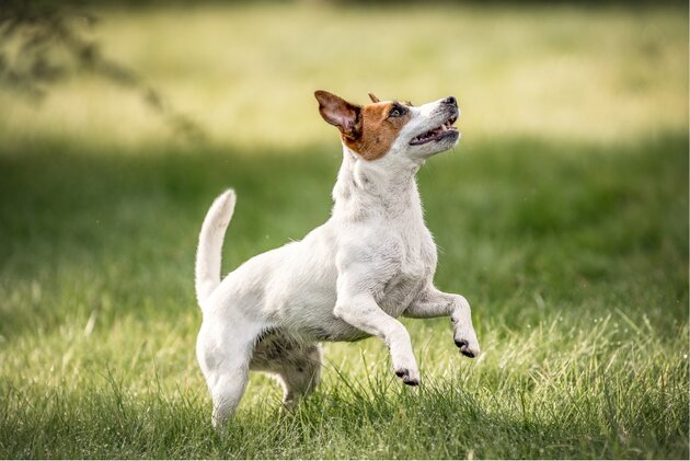 A small dog with white and brown fur jumps playfully in a sunny grassy field, appearing attentive and energetic.