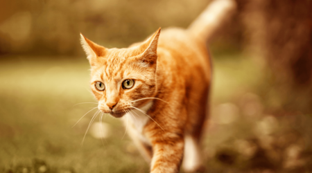A ginger cat walks attentively on green grass, surrounded by a softly blurred, leafy outdoor setting.