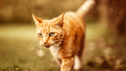 Eine rotbraune Katze läuft aufmerksam über grünes Gras, umgeben von einer sanft verschwommenen, grünen Umgebung.