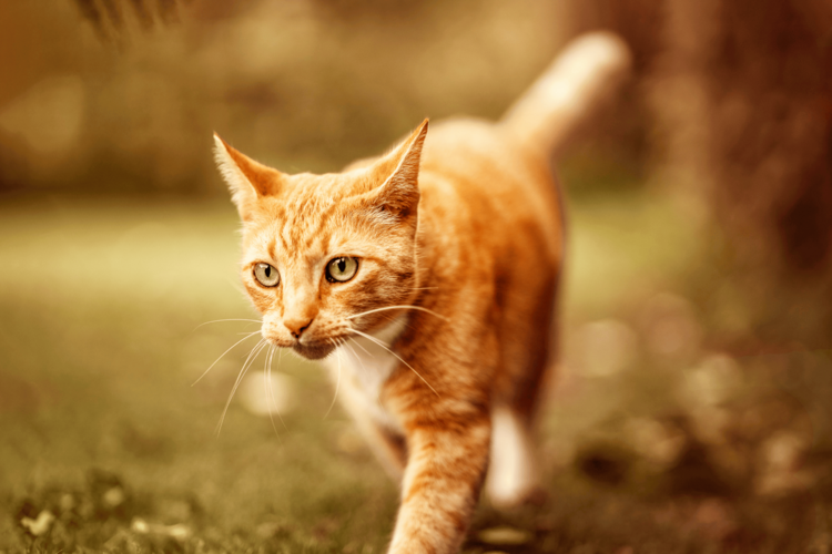 A ginger cat walks attentively on green grass, surrounded by a softly blurred, leafy outdoor setting.