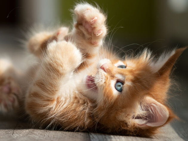 A fluffy orange kitten playfully lays on its back, paws in the air, on a wooden floor. Soft sunlight highlights its fur, creating a warm, cozy atmosphere.