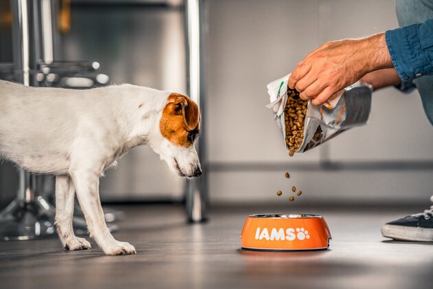 A dog observes kibble being poured into an orange bowl labeled "IAMS," set on a kitchen floor beside a person's sneakered foot.