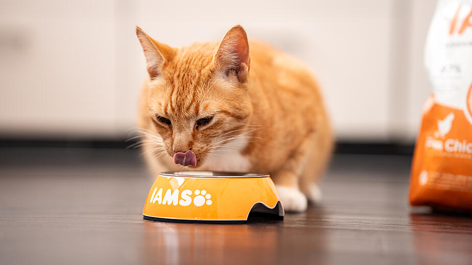 Cat Nutrition Guide Information IAMS