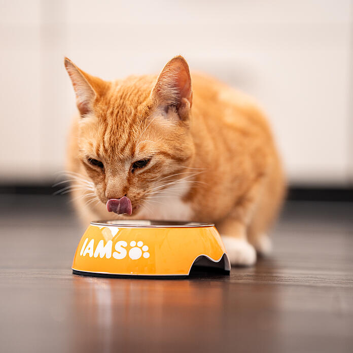 Mixed feeding for cats The advantages of combining dry and wet food IAMS