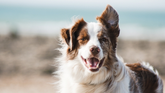A happy, medium-sized dog with fluffy fur and upright ears stands smiling, with a sandy beach and the ocean blurred in the background.