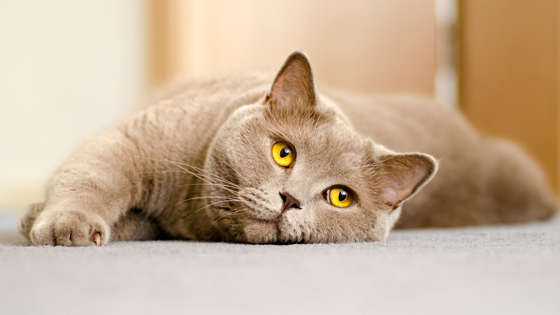 [Translate to Europe:] A gray cat with striking yellow eyes lying down on a carpet, looking relaxed and content.